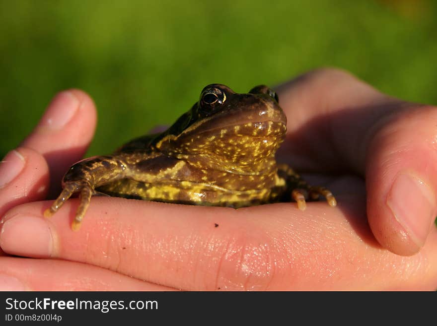 Frog in a boy's hand