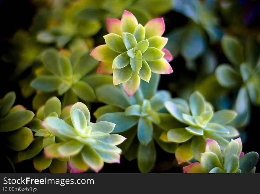 Beautiful flower made by leafs. Beautiful flower made by leafs