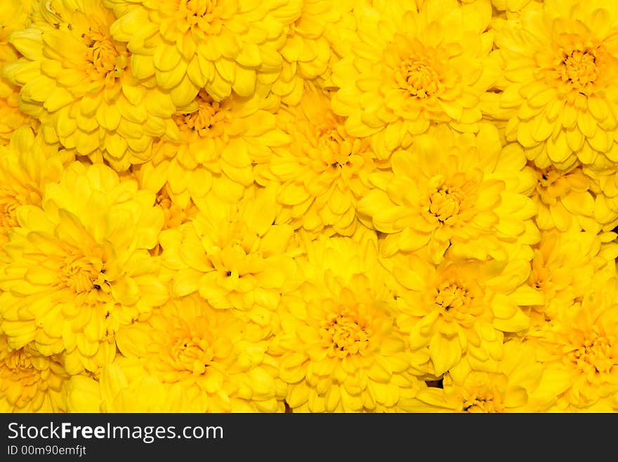 Bright yellow chrysanthemums in brilliant color for the fall season. Bright yellow chrysanthemums in brilliant color for the fall season