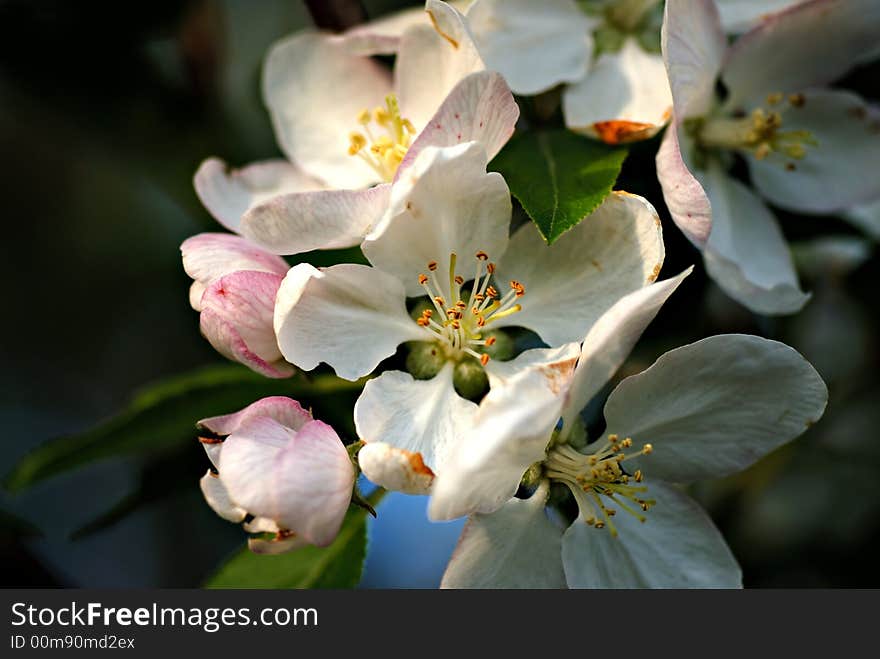 Apple blossom background