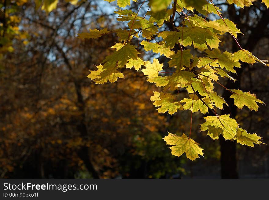 Autumn Leafs