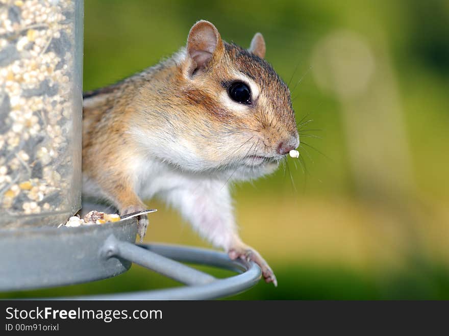 Chipmunk raider