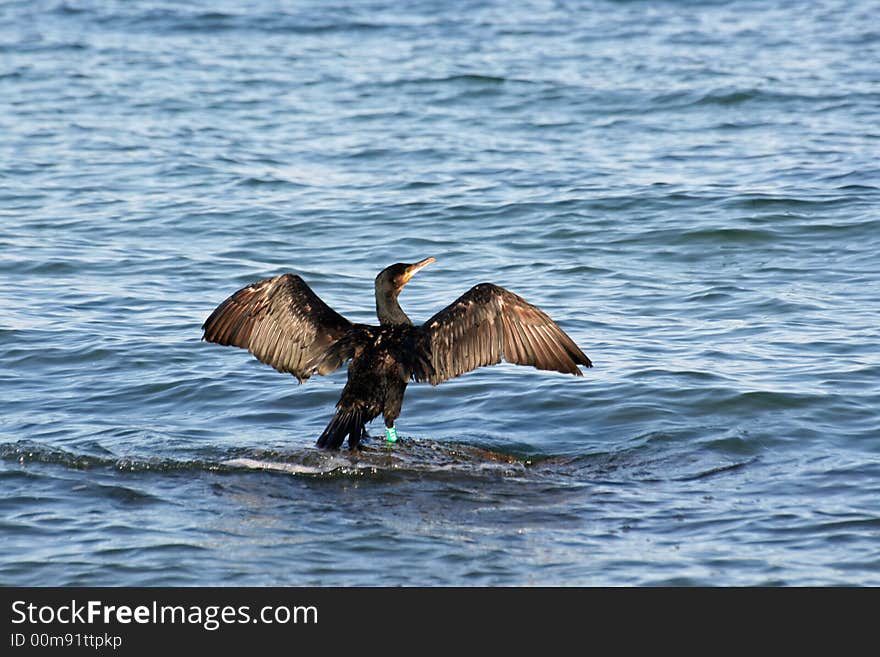 A black cormorant stretching the wings in the wind (phalacrocorax carbo)