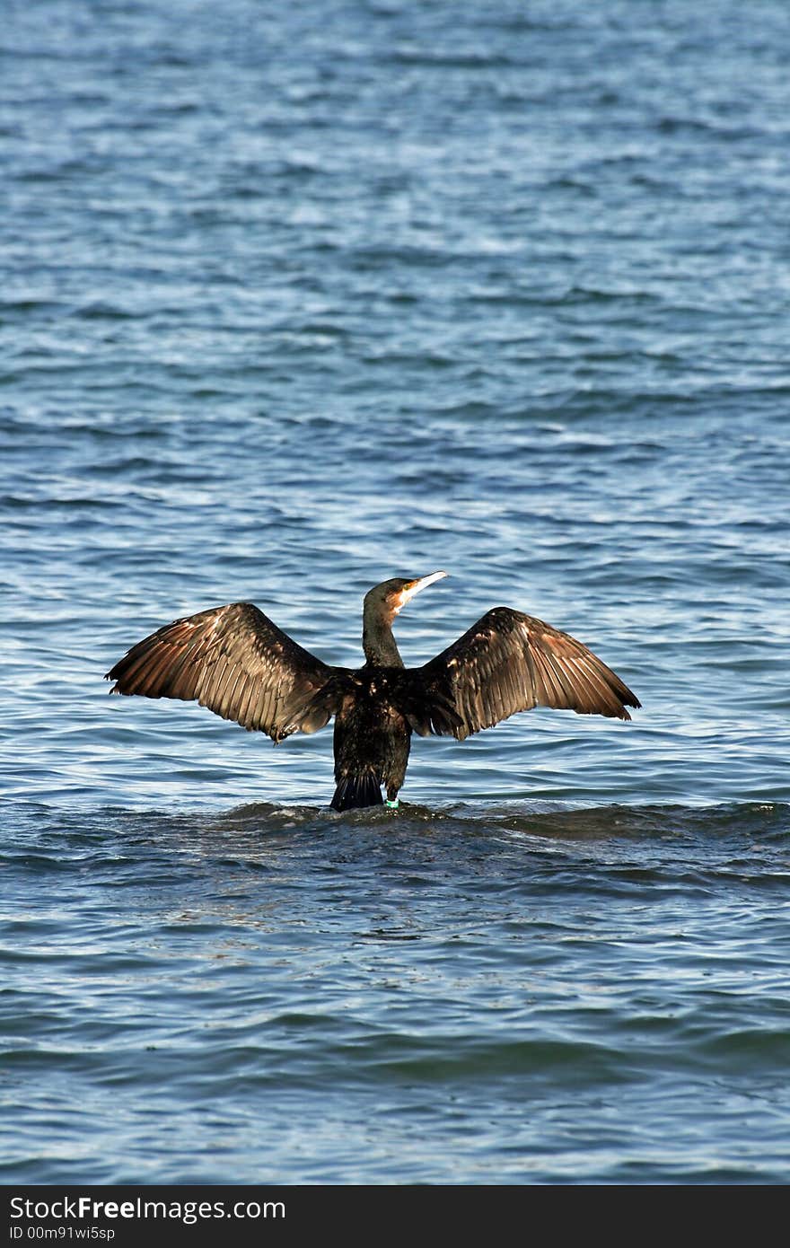 A black cormorant stretching the wings in the wind (phalacrocorax carbo)