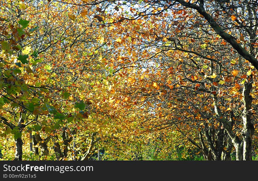 Landscape image of trees at autumn season. Landscape image of trees at autumn season