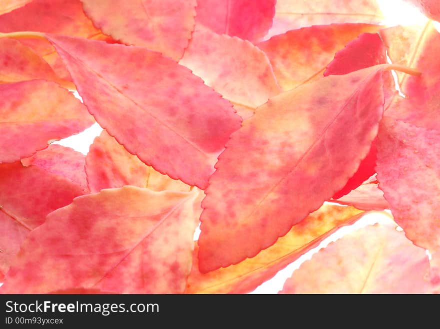 Autumn leaves on light box