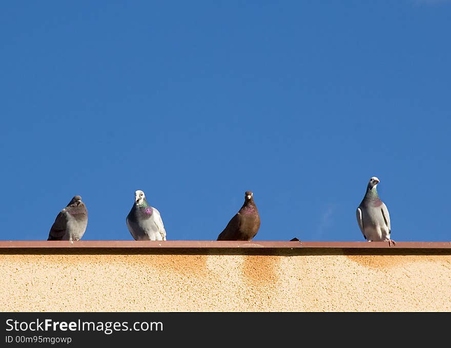 Gown of pigeons on the roof