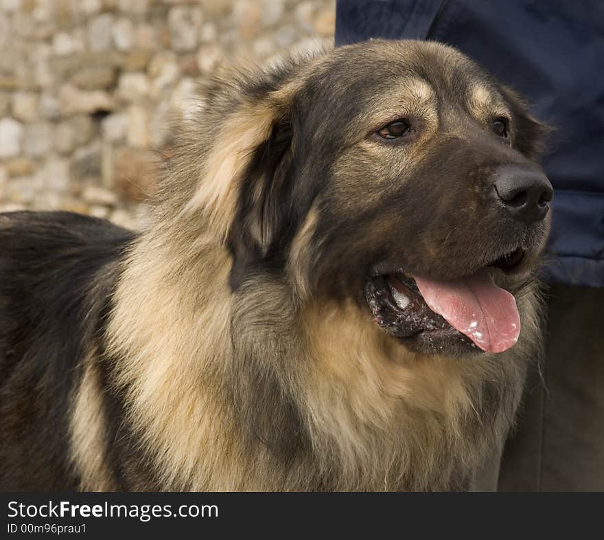 Beatiful Mountain Dog