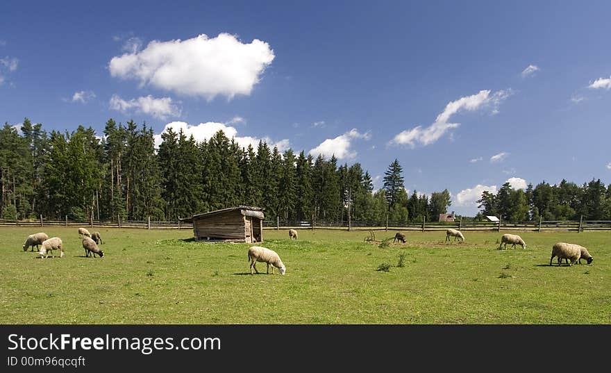 Sheep grazing on green land (panoramic view). Sheep grazing on green land (panoramic view)