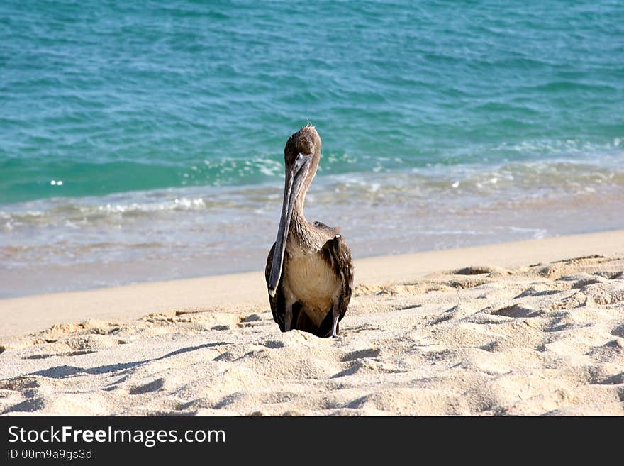 Sleeping Pelican