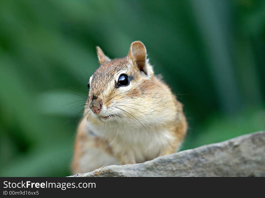 This cute little chipmunk seems to be saying Make sure you get my good side as he greets me and waits for his breakfast of birdseed. Yes, it's a trade off. I feed him, he poses.