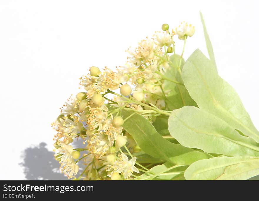 Live linden flowers on white background. Live linden flowers on white background