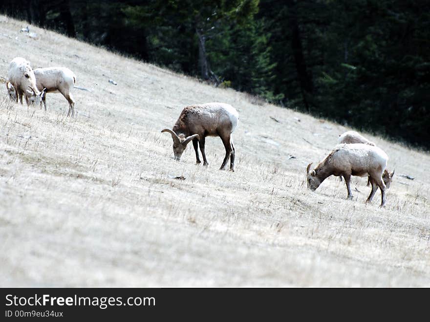 Long Horn Sheep grazing on a steep incline. Long Horn Sheep grazing on a steep incline.