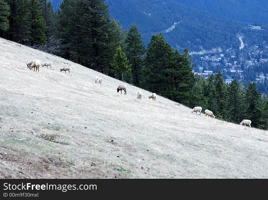 Long Horn Sheep grazing on a steep incline. Long Horn Sheep grazing on a steep incline.