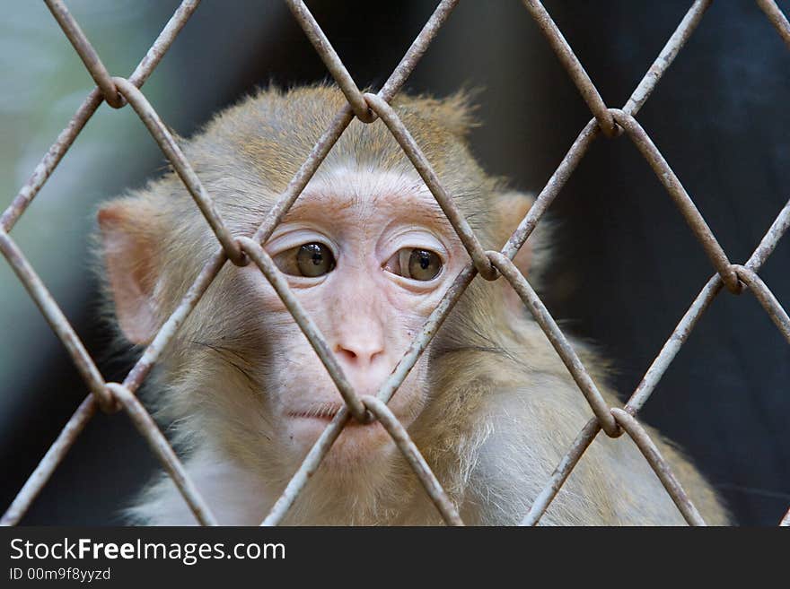 A monkey is looking at something in sad eyes