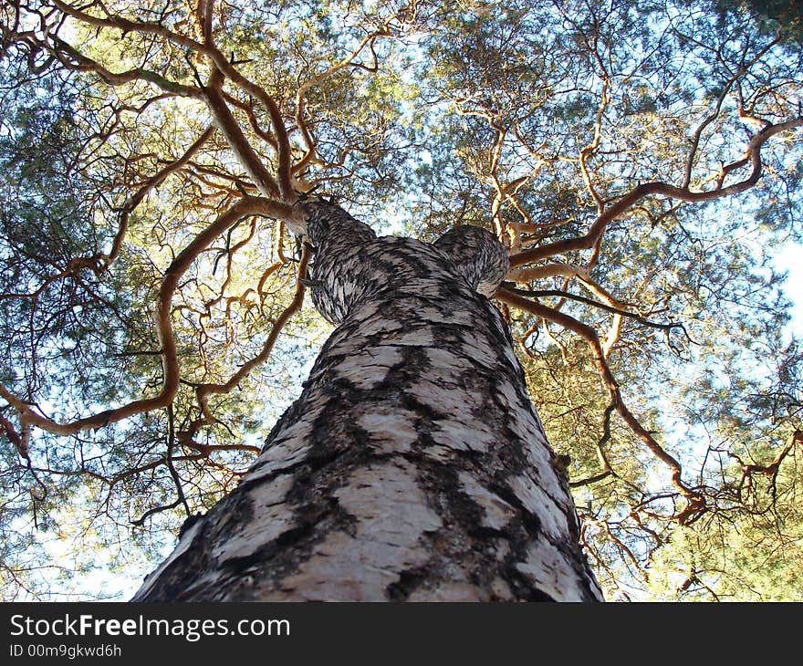 Strong muscle tree