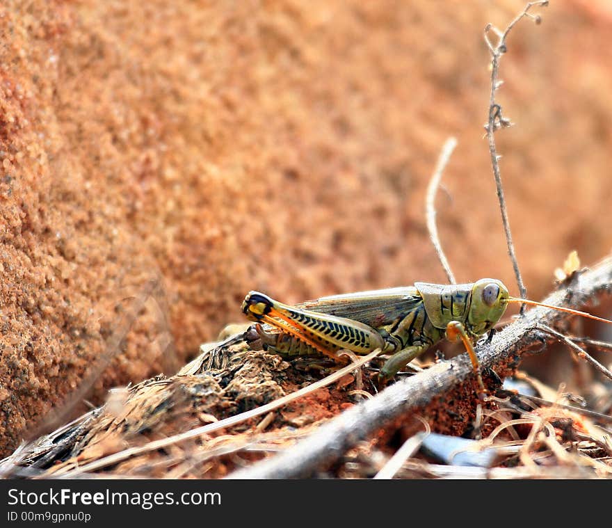 Grasshopper carefully watching what's going on around it. He could also look very angry.
Plent of room above for images or text.
Would be good for a children's book or nature magazine, just to name a couple. Grasshopper carefully watching what's going on around it. He could also look very angry.
Plent of room above for images or text.
Would be good for a children's book or nature magazine, just to name a couple.