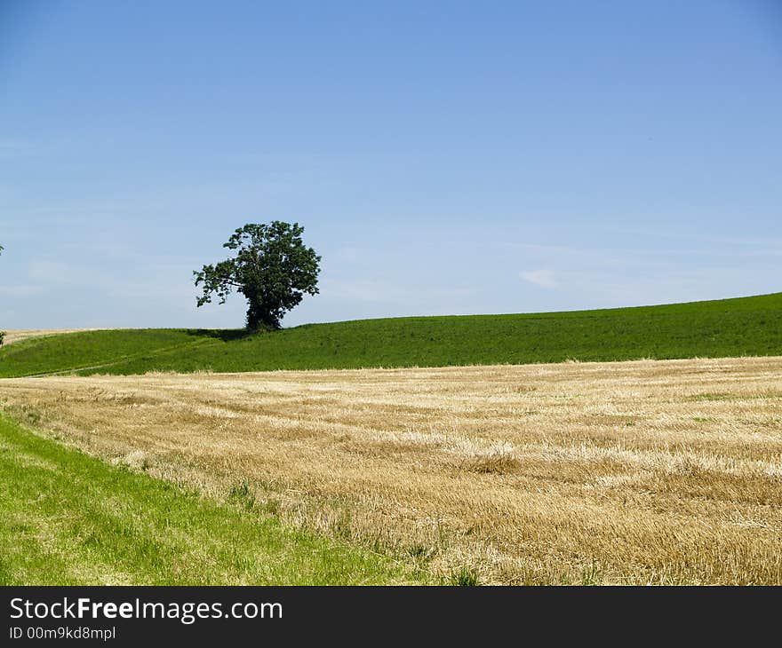 One small tree on the green field in France