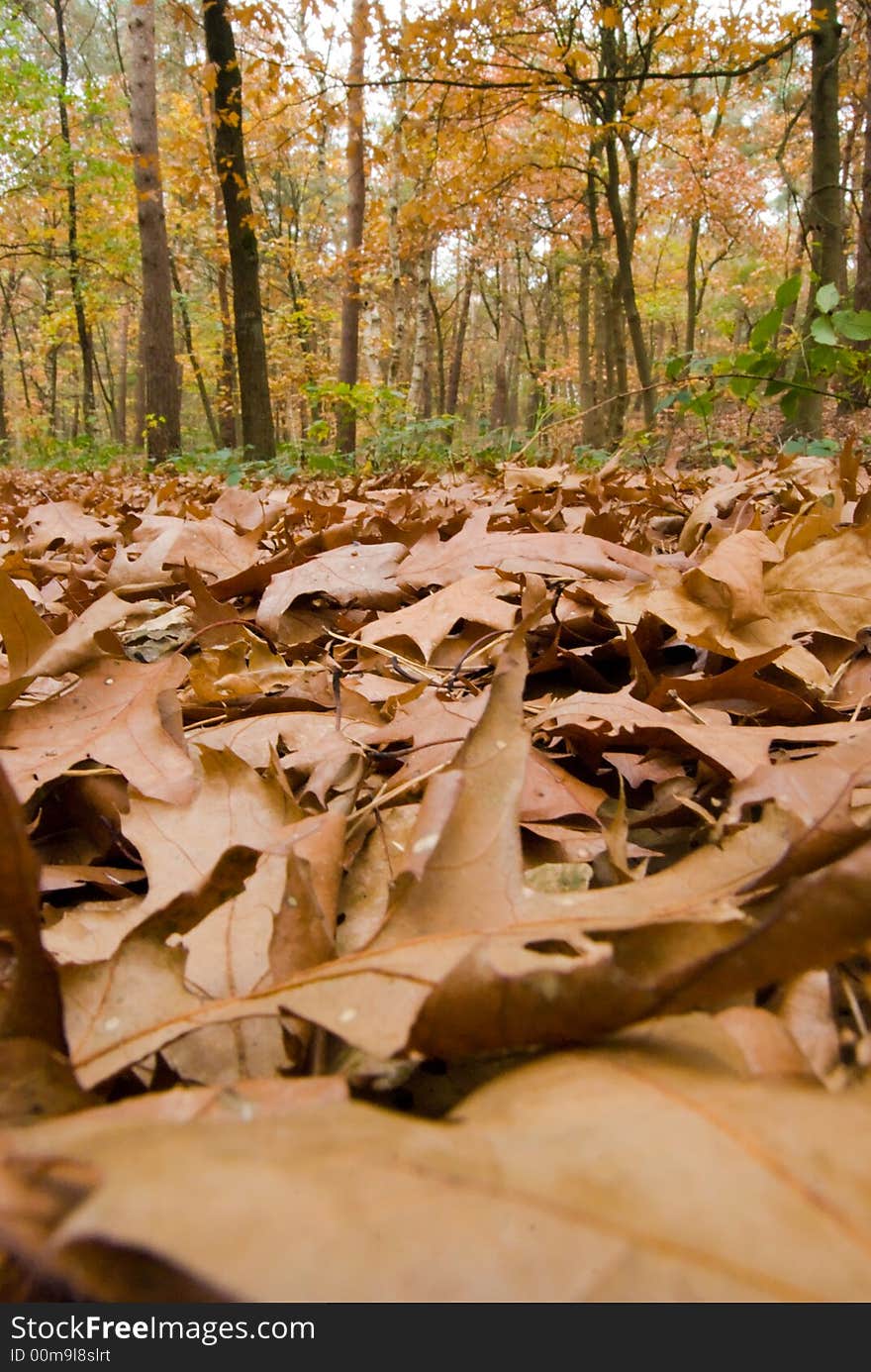 Fallen Leaves In The Woods