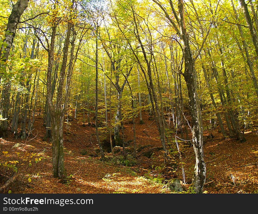 Autumn Colors In The Forest