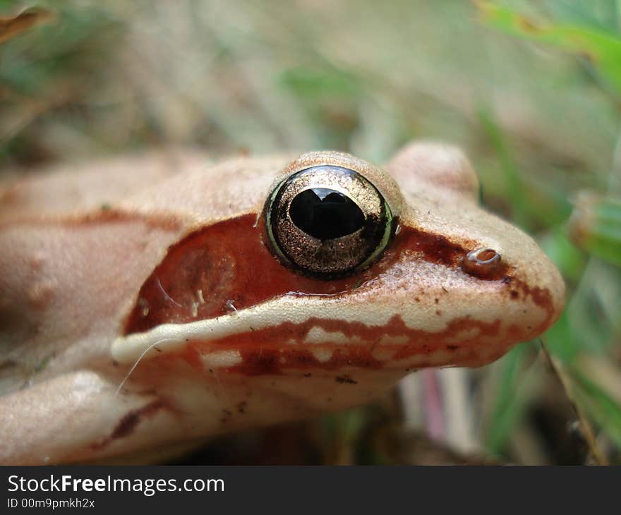 Frog Eye