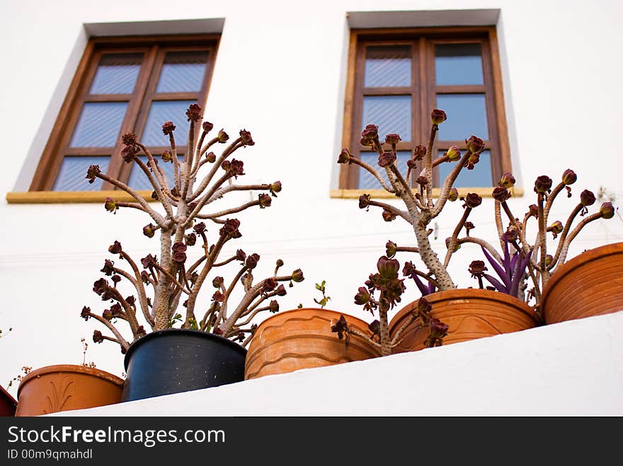 Potted plants in front of a windows in the greek town Lindos, Greece.