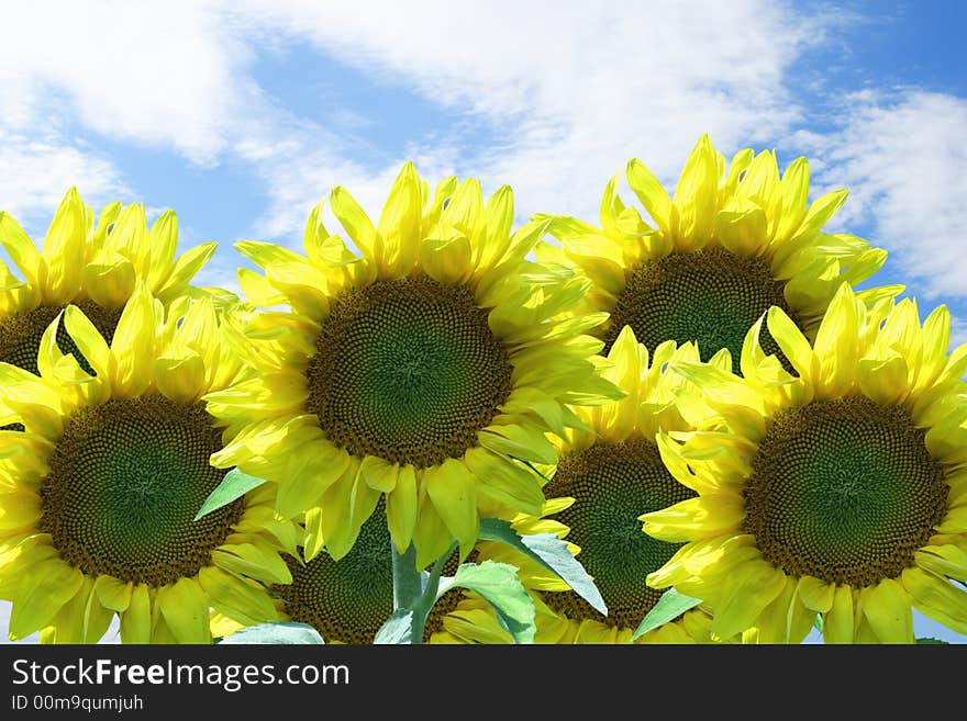 Sunflowers