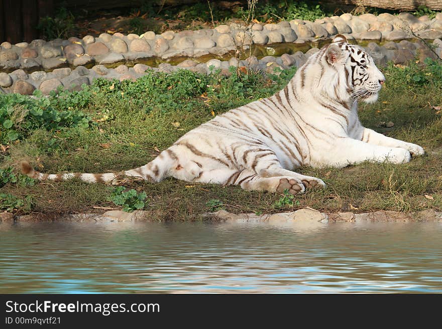 White tiger bear lays on the grass. White tiger bear lays on the grass