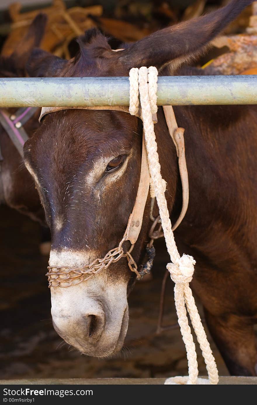 Donkey looking to the photographer. Looks like the donkey is sad