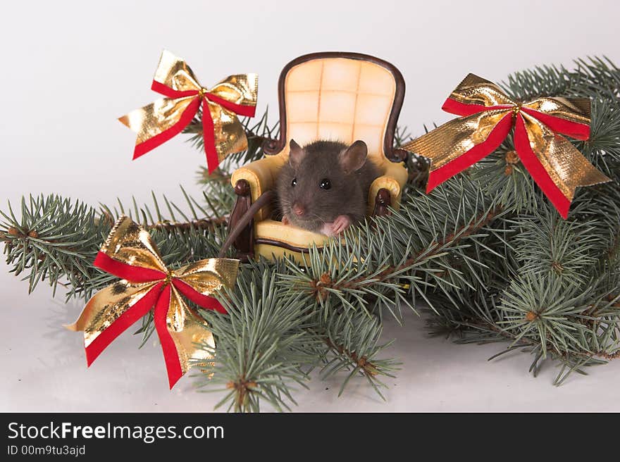 New year rat in a chair