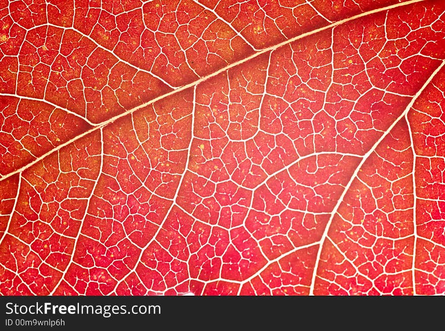 Leaf close-up