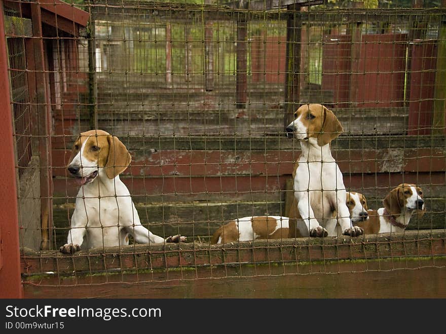 Hounds performing at the Woodbrook Hunt Club. Hounds performing at the Woodbrook Hunt Club