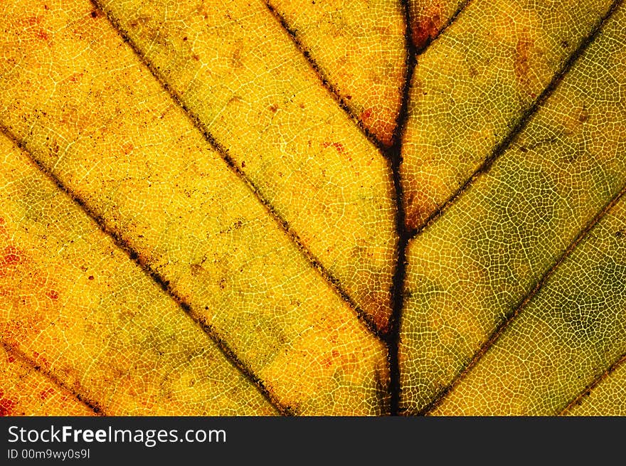 Leaf close-up