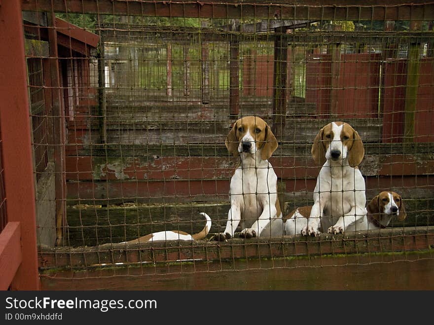 Blood Hound Dogs