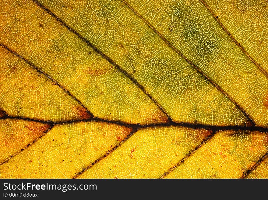 Leaf close-up