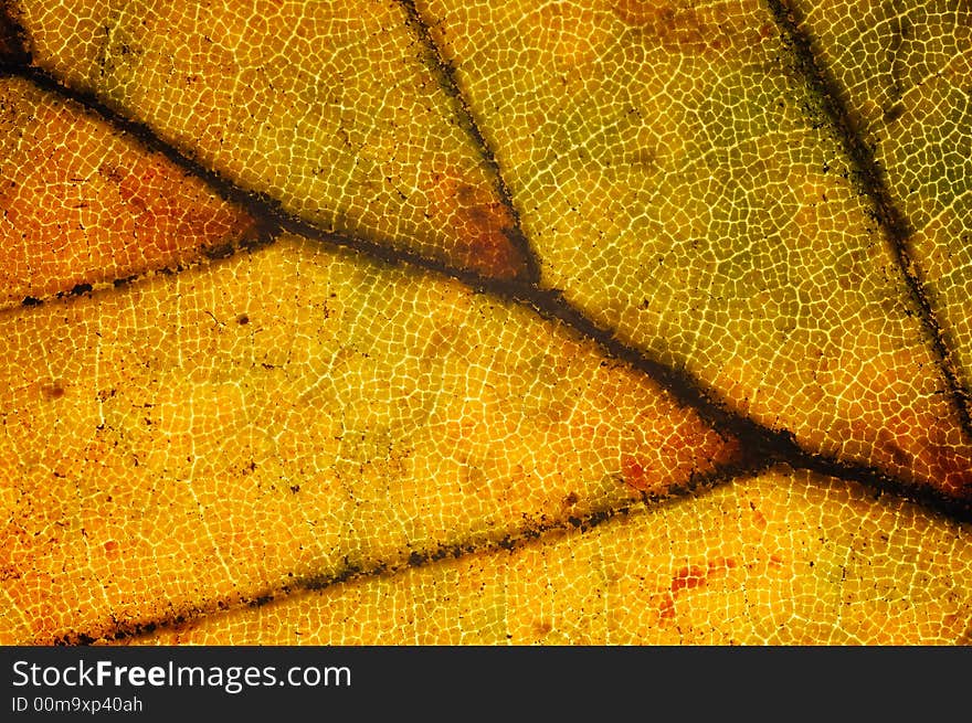 Leaf close-up