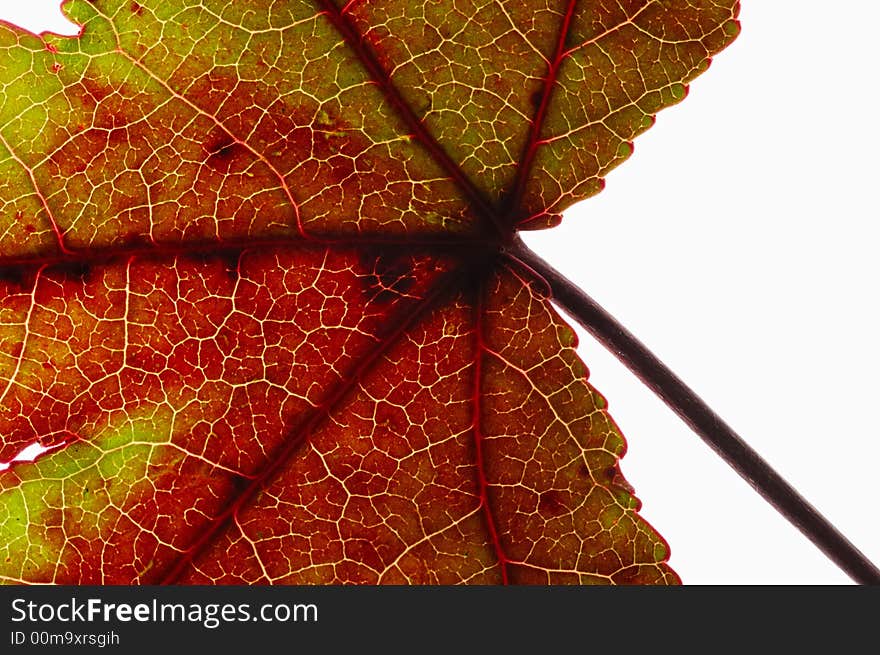 Leaf close-up