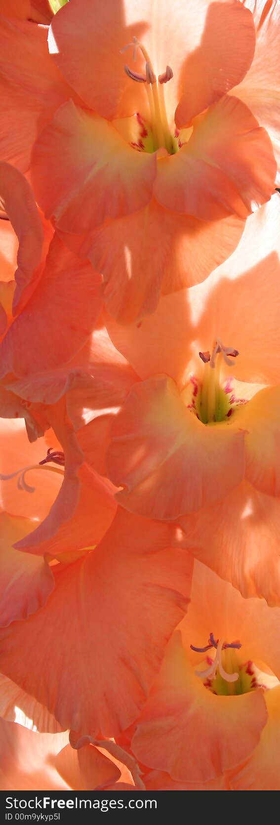 Gladiolus.