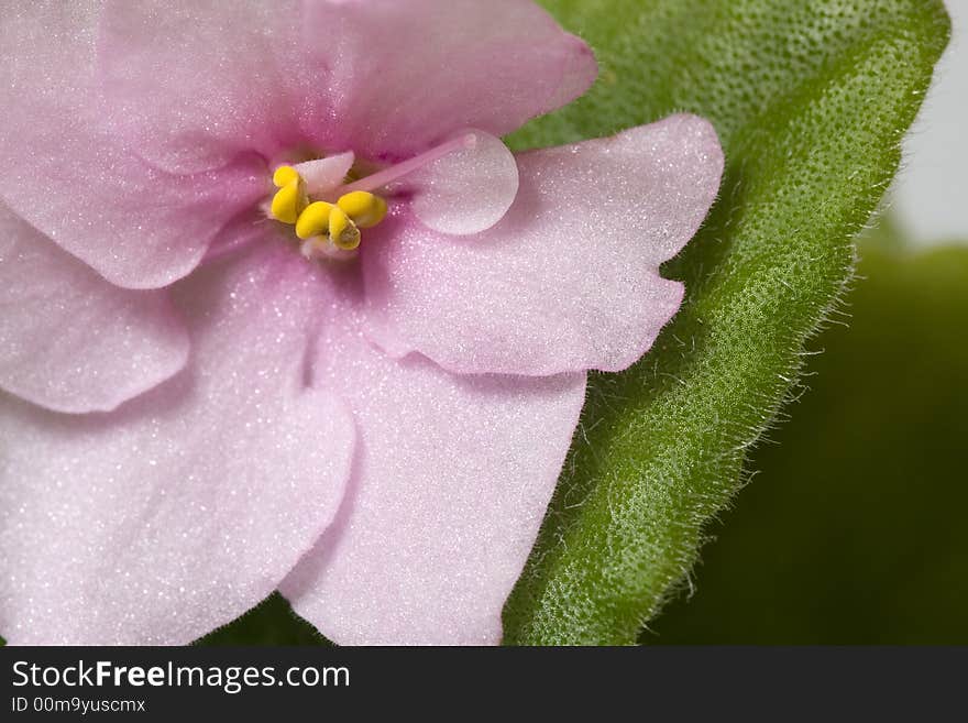 Closeup shot of single pink violet flower.