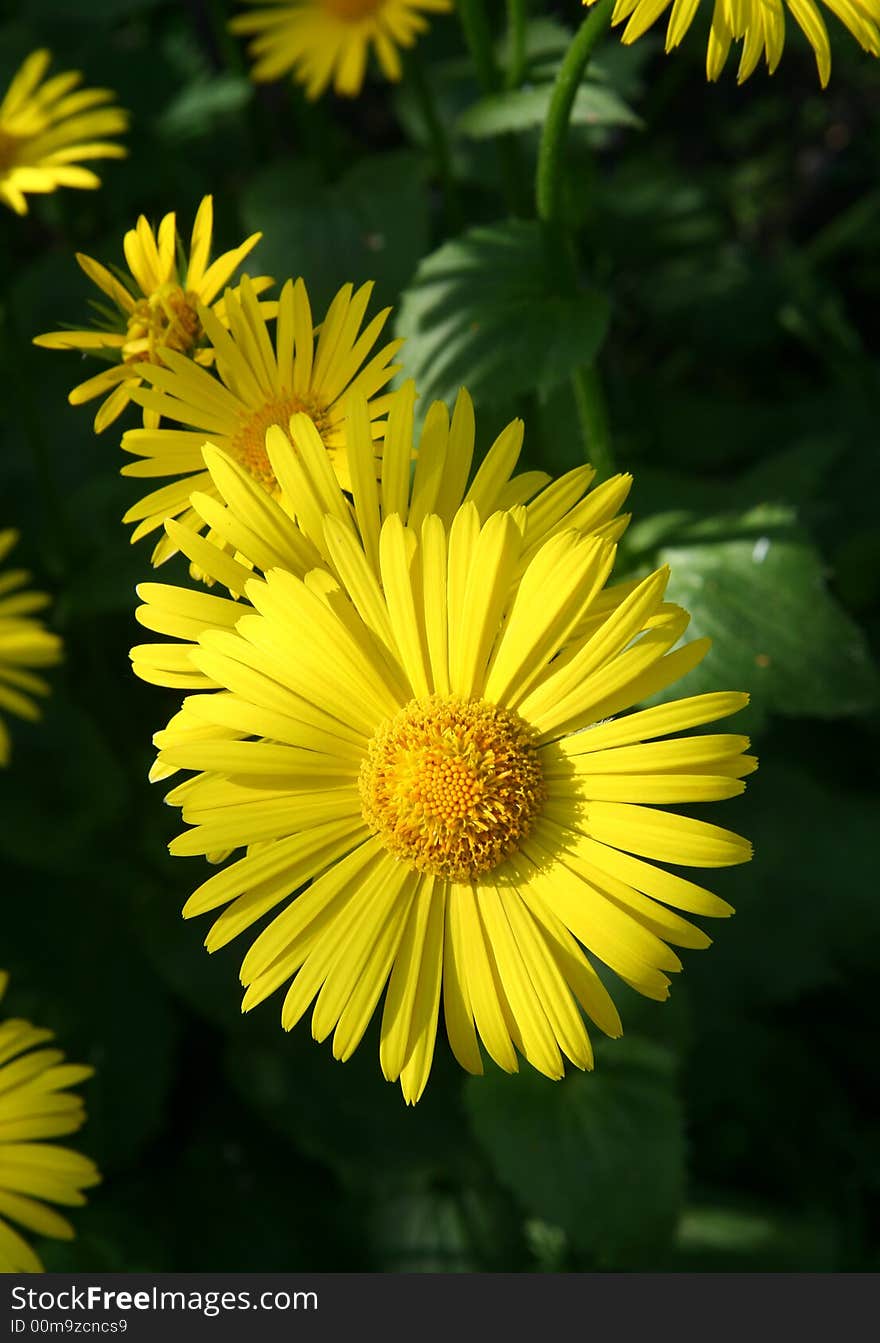 Yellow flowers.