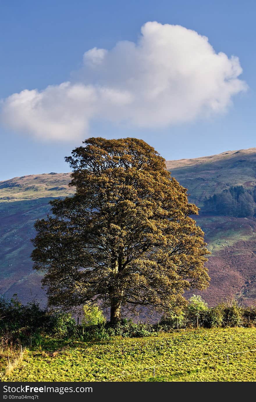 An isolated tree with early Autumn foliage. An isolated tree with early Autumn foliage