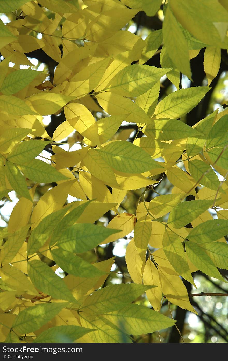 Autumn  yellow leaves bathing in light. Autumn  yellow leaves bathing in light