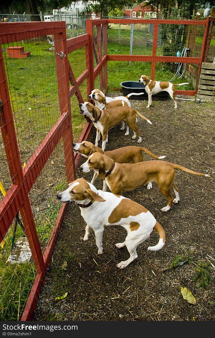 Hounds performing at the Woodbrook Hunt Club. Hounds performing at the Woodbrook Hunt Club