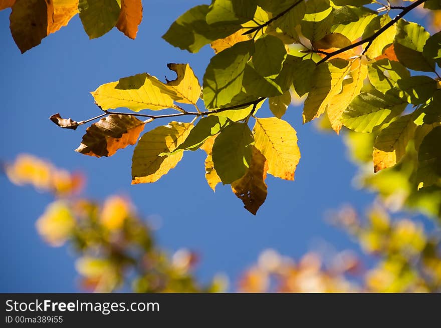 Autumn leaf closeup in the sun