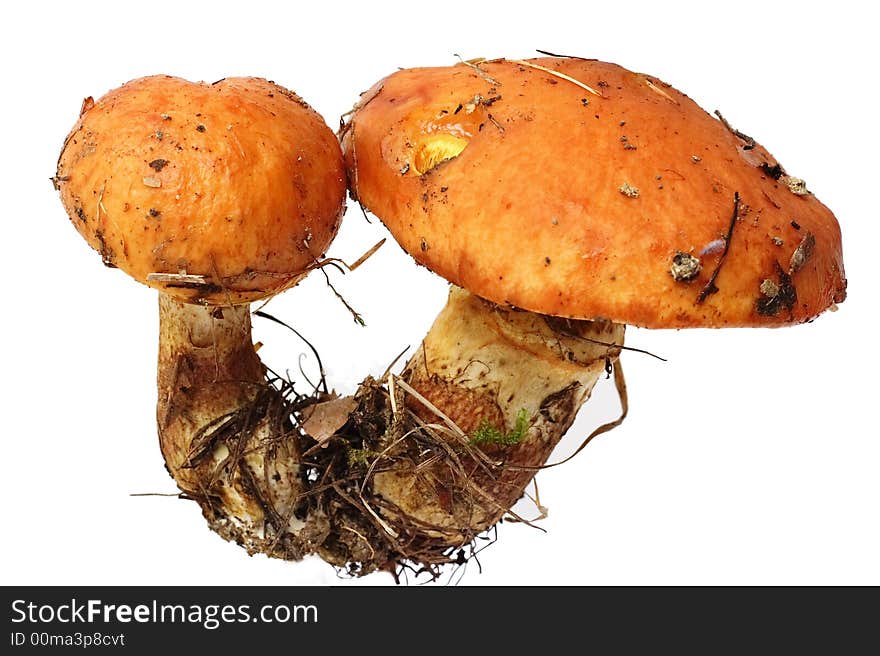 Mushroom Boletus luteus