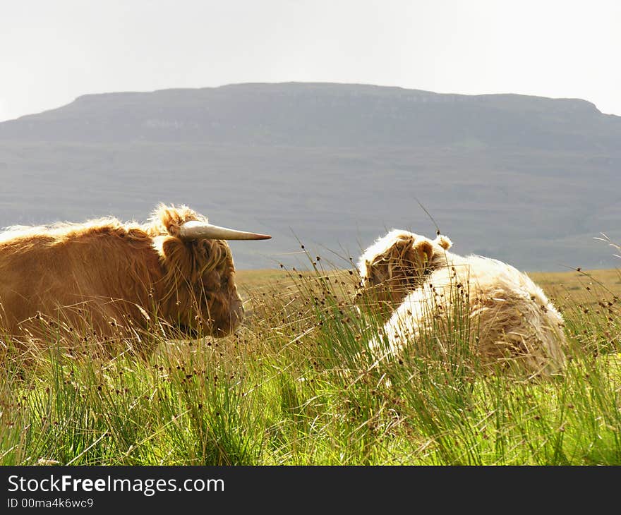 Aberdeen Angus, Highland Cow