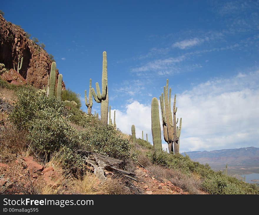 Saguaros