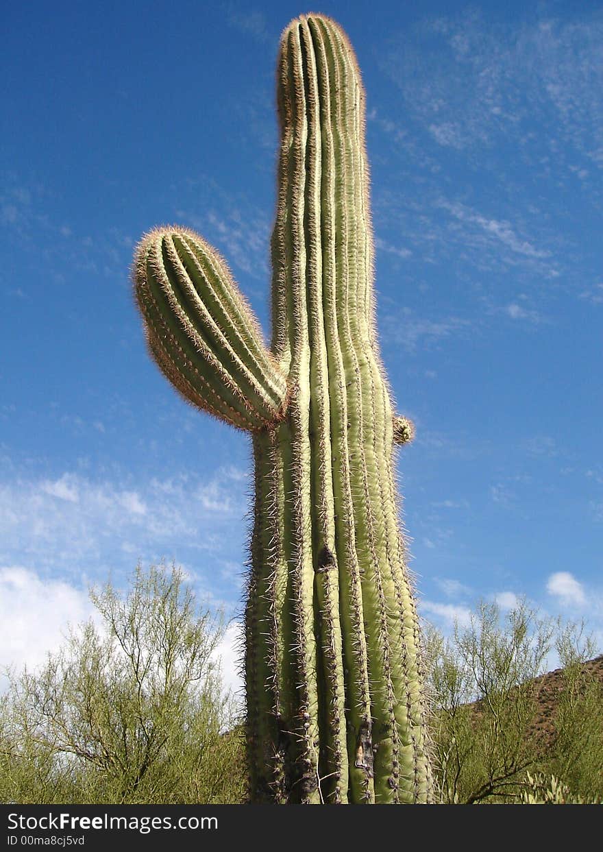 The Saguaro