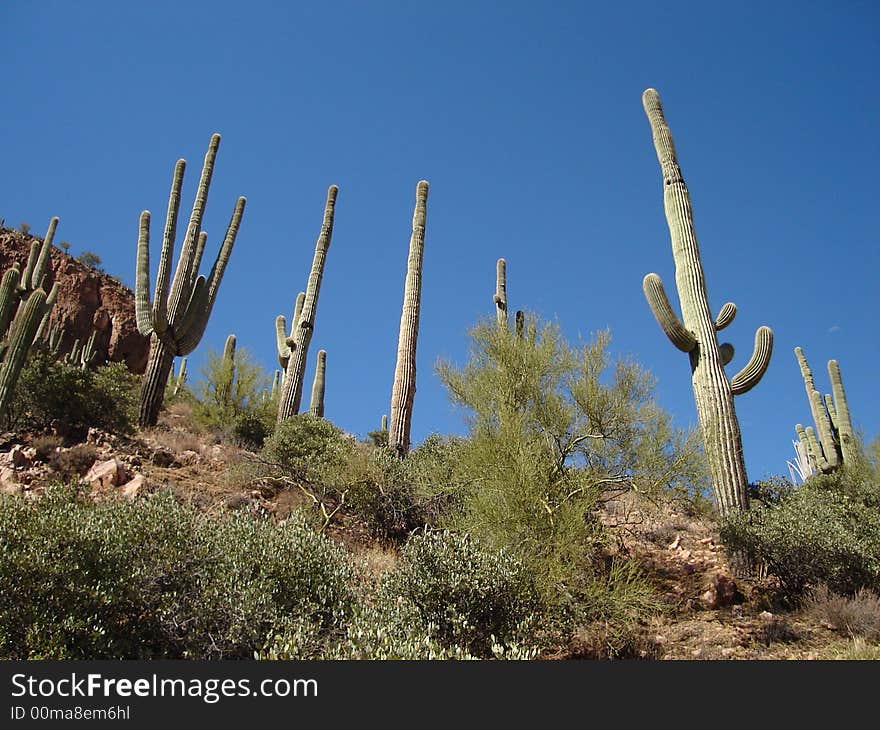 Saguaros