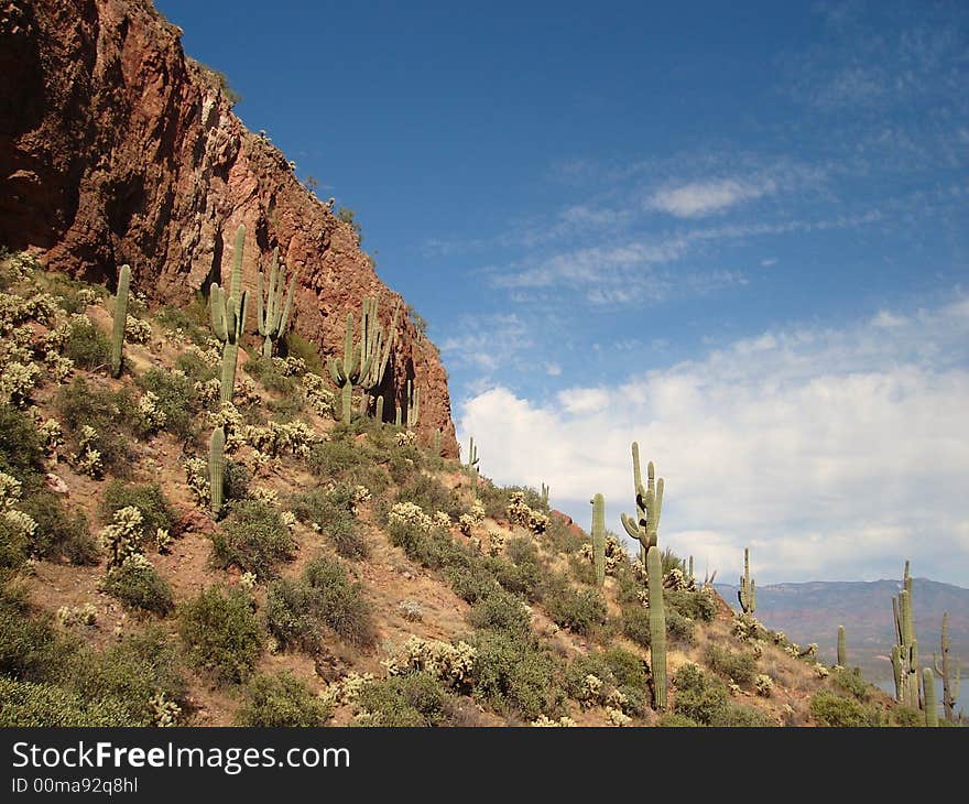 The picture of cacti from Tonto National Monument in Arizona. The picture of cacti from Tonto National Monument in Arizona.